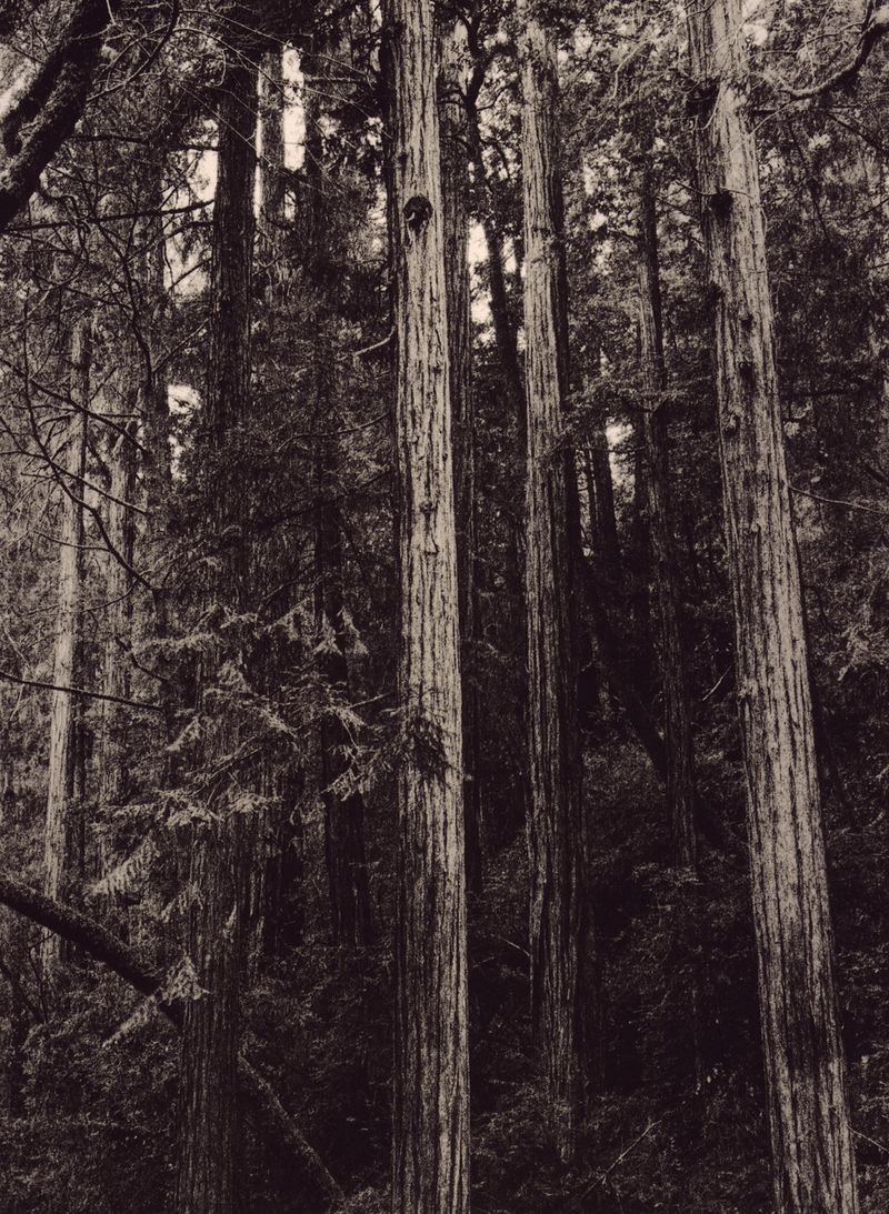 © Eli Geller - "Empire #2", Muir Woods, California, 2016