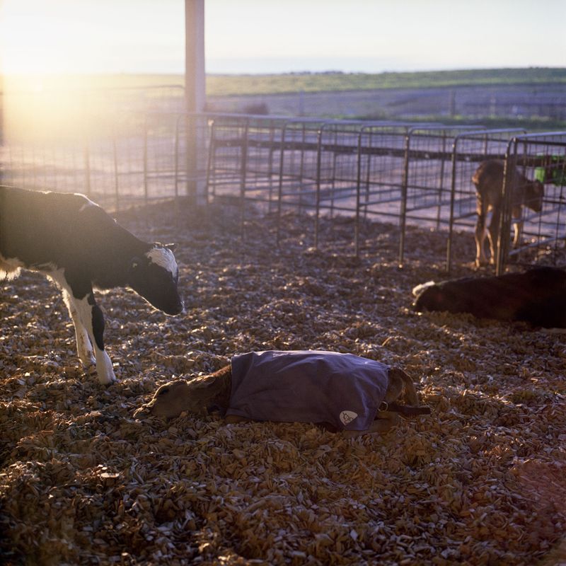 © Karoliina Kase - Image from the To All the Bobbies Out There photography project