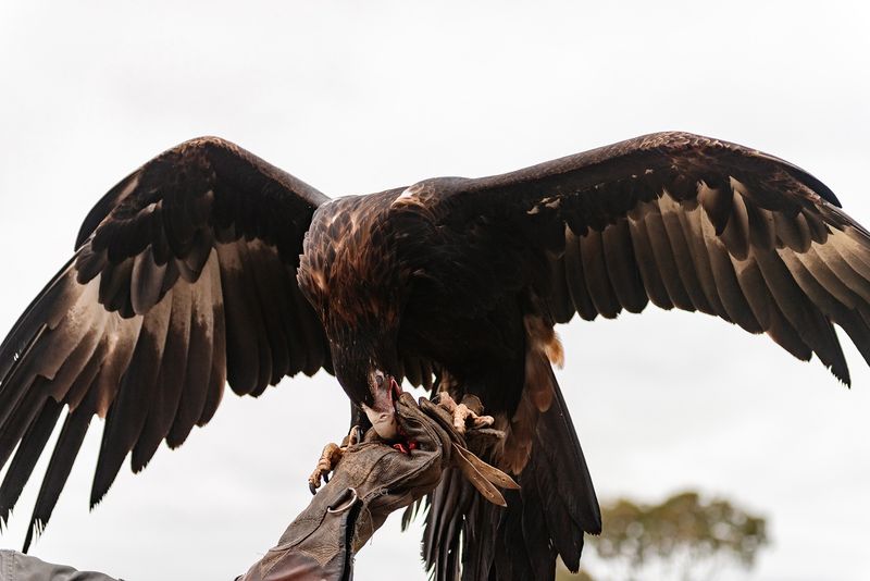 © Karoliina Kase - Image from the The Ravens Tell You Where the Dead Are photography project