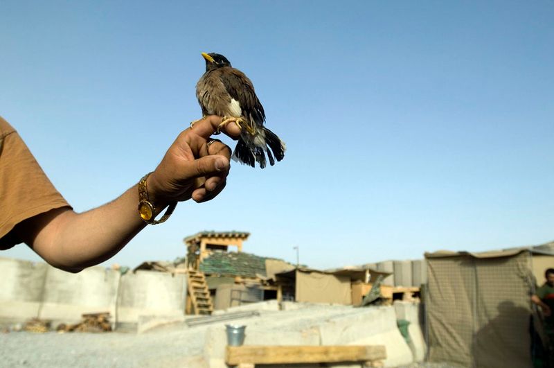 © Louie Palu - Image from the The Fighting Season photography project