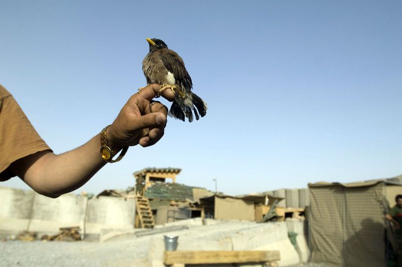 © Louie Palu - Image from the The Fighting Season photography project