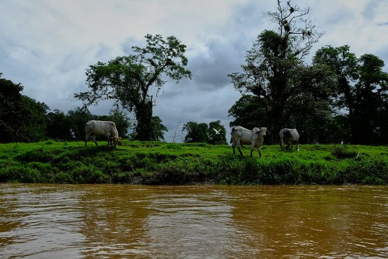 © Marc Van Lierde - Tortuguero, Costa Rica, 2018