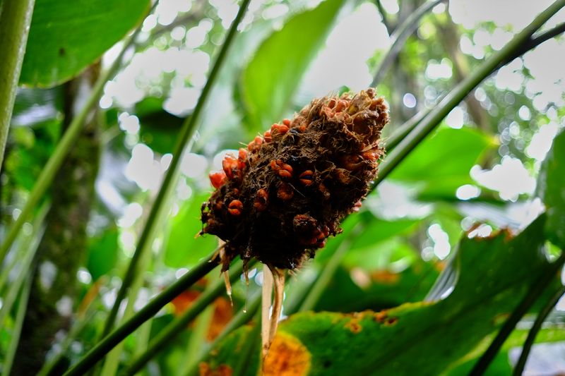 © Marc Van Lierde - Tortuguero, Costa Rica, 2018