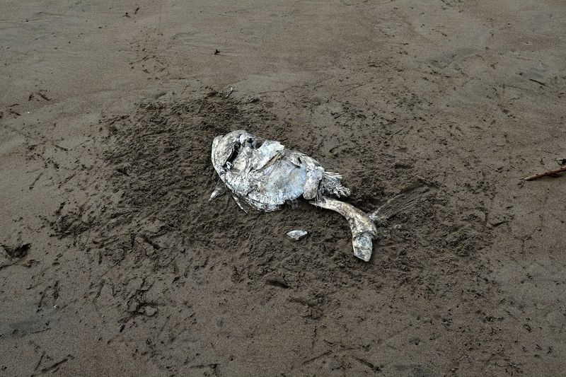 © Marc Van Lierde - Tortuguero, Costa Rica, 2018