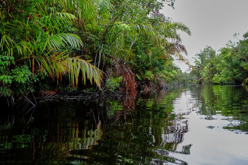 © Marc Van Lierde - Tortuguero, Costa Rica, 2018