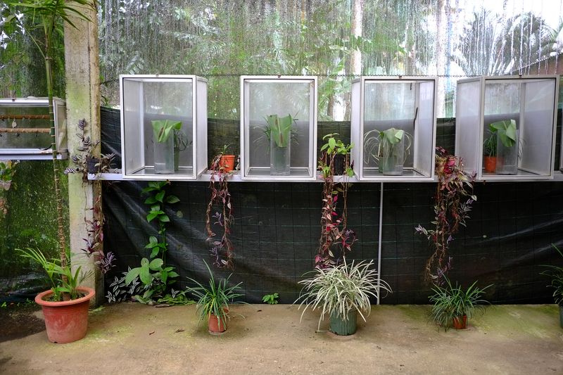 © Marc Van Lierde - Tortuguero, Costa Rica, 2018