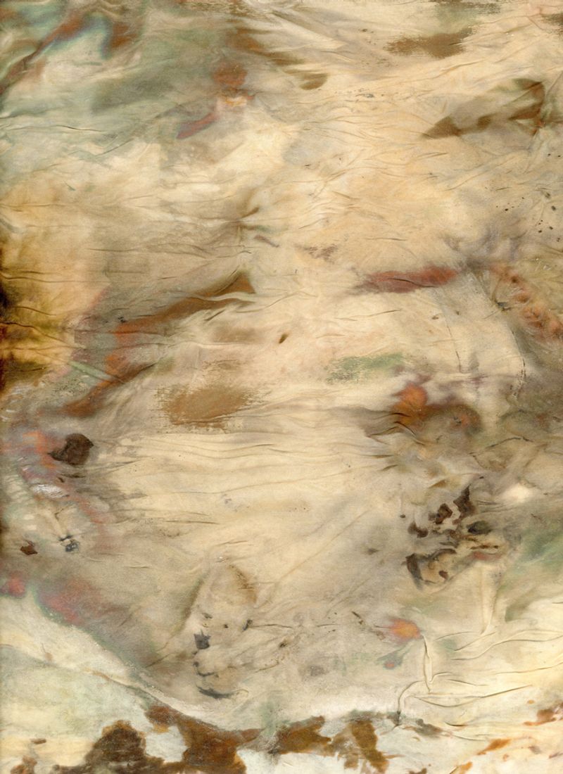 © sophiechalk - Ghost of A Plant III Unique contact botanical print on silk with silver nitrate. 8x10" (2021)