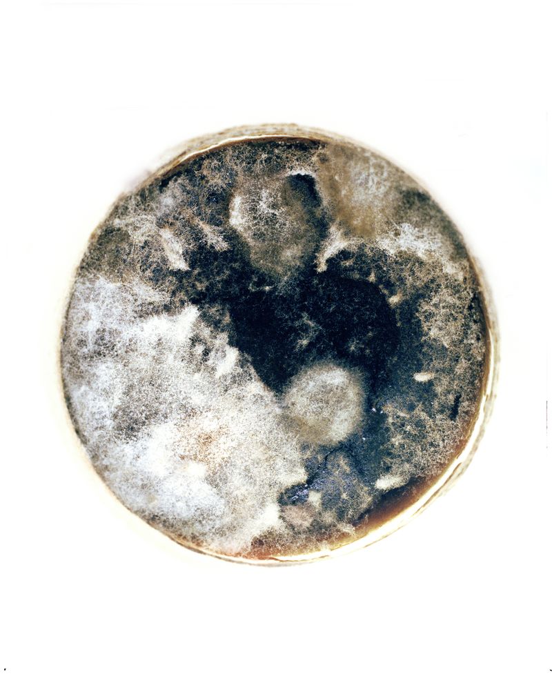 © Terry A. Ratzlaff - The accumulation of mold on a cup of coffee left in the clock shop becomes its own microcosm.
