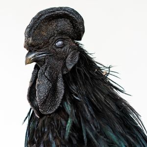 Ayam Cemani (Black Chicken)