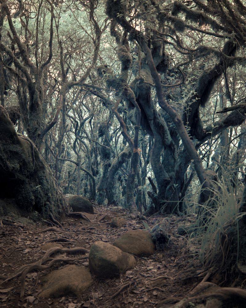 © Marc Aziz Ressang - The Sacred Forest