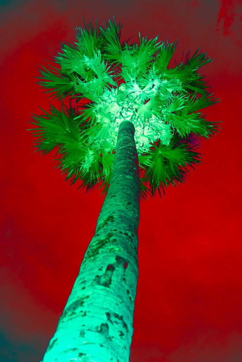 © Marc Aziz Ressang - Image from the Ayam Cemani (Black Chicken) photography project