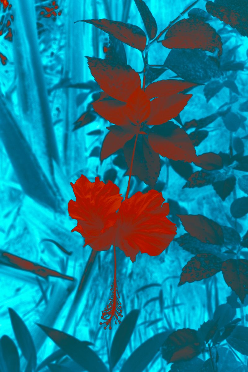 © Marc Aziz Ressang - Image from the Ayam Cemani (Black Chicken) photography project