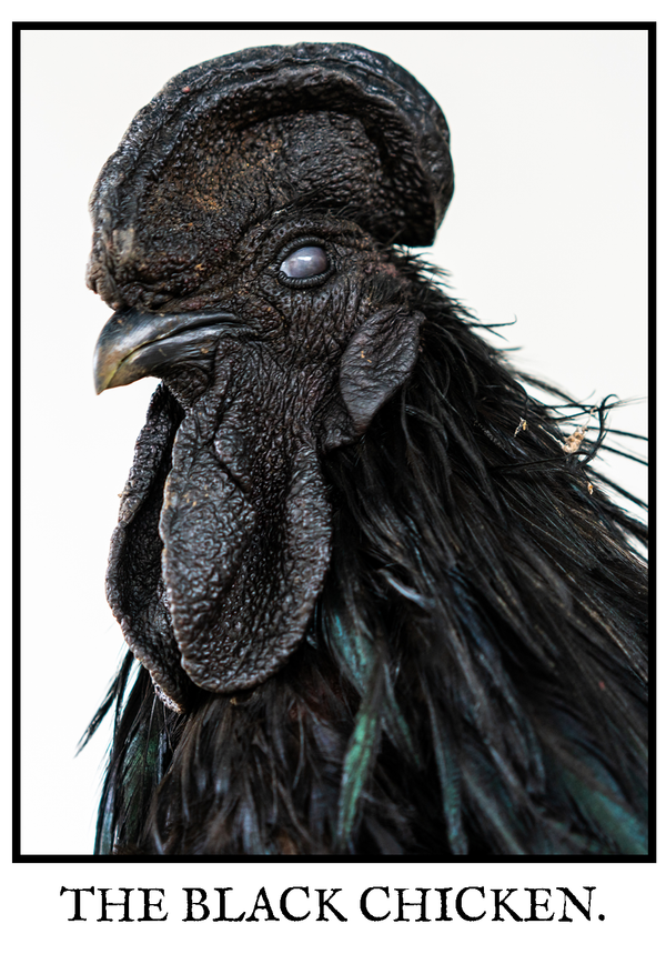 © Marc Aziz Ressang - Image from the Ayam Cemani (Black Chicken) photography project