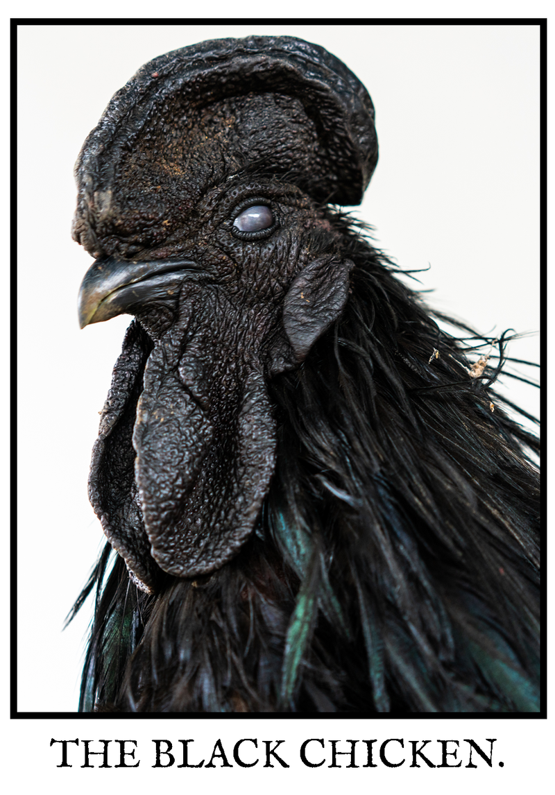 © Marc Aziz Ressang - Image from the Ayam Cemani (Black Chicken) photography project