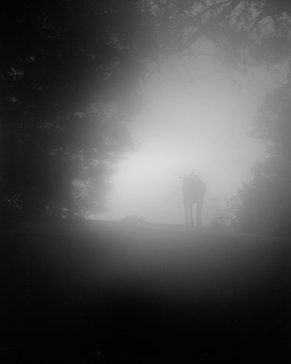 © Michelle Peters - Image from the Prick, Saccharine, Shatter photography project