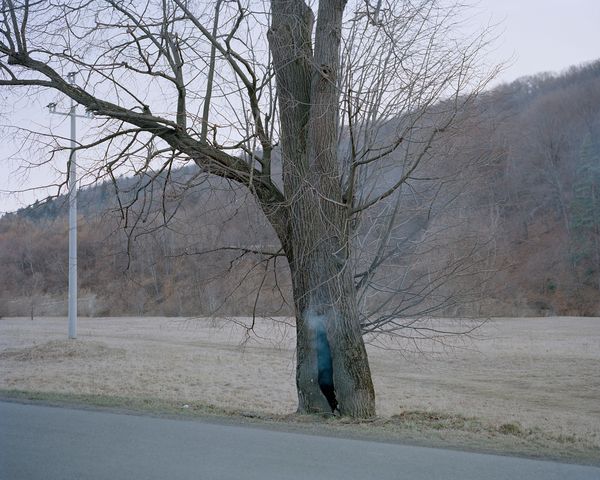 © Ludwig Nikulski - Burning tree. Huwniki, Poland. March 2022.