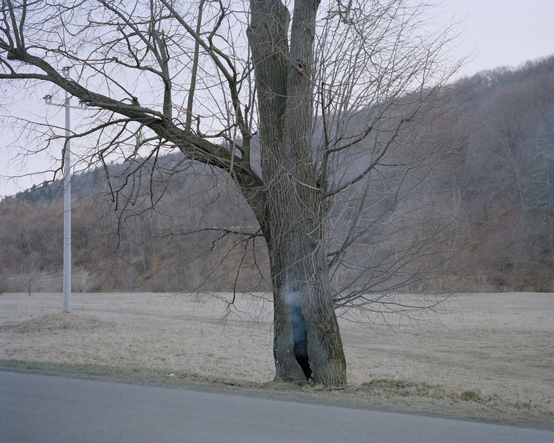© Ludwig Nikulski - Burning tree. Huwniki, Poland. March 2022.