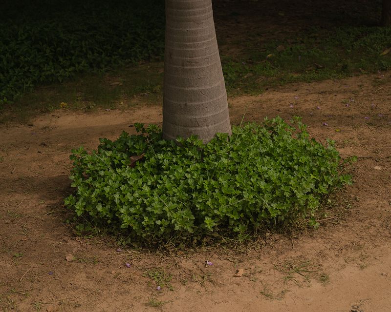 © Pratik Khatri - Image from the Waiting and Waltzing photography project