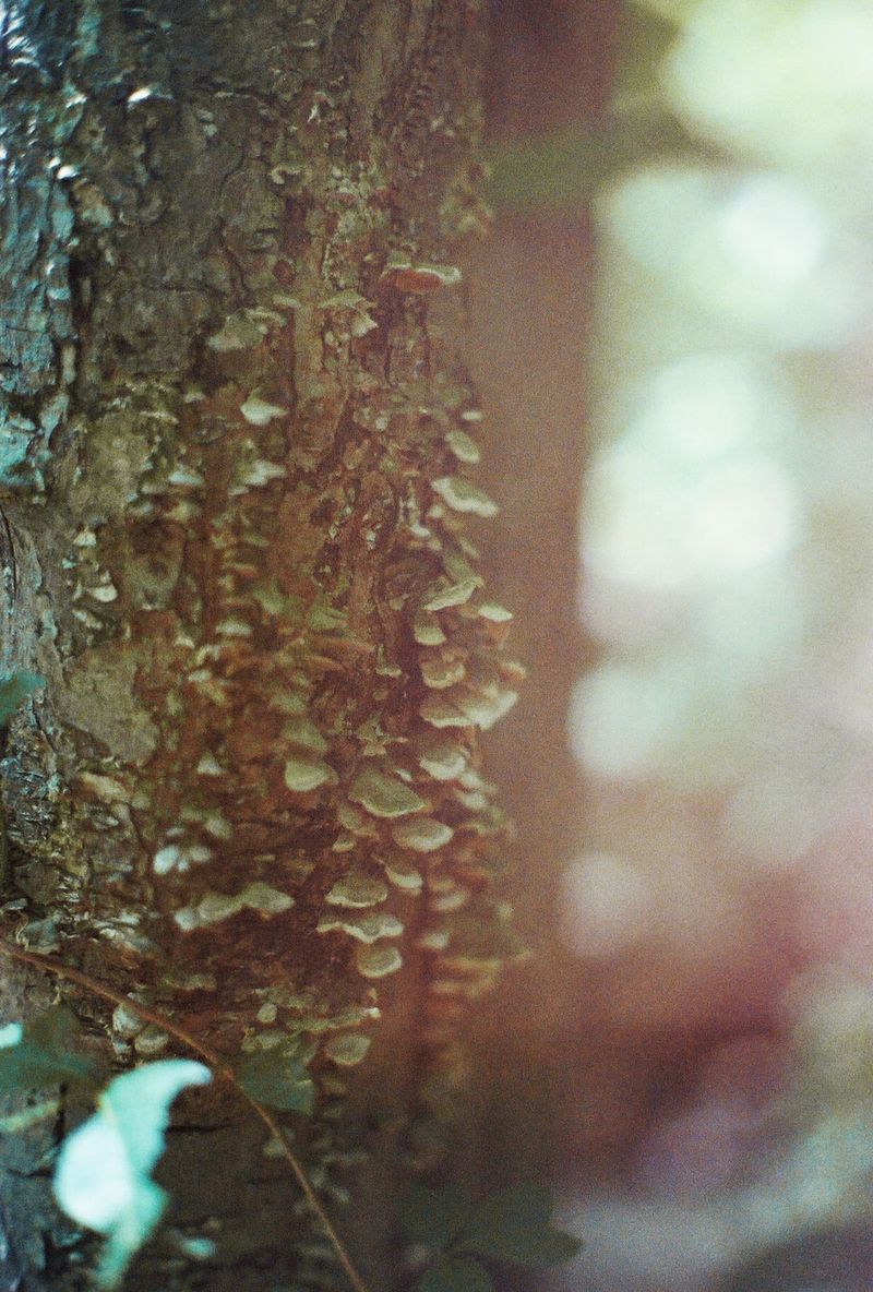 © Emma Parla-Aziz - Image from the Tiny Universes photography project