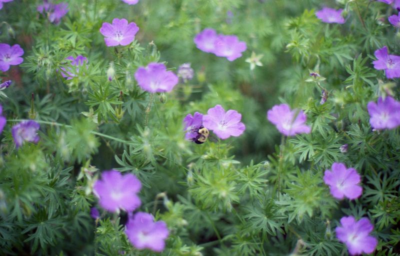 © Emma Parla-Aziz - Image from the Tiny Universes photography project