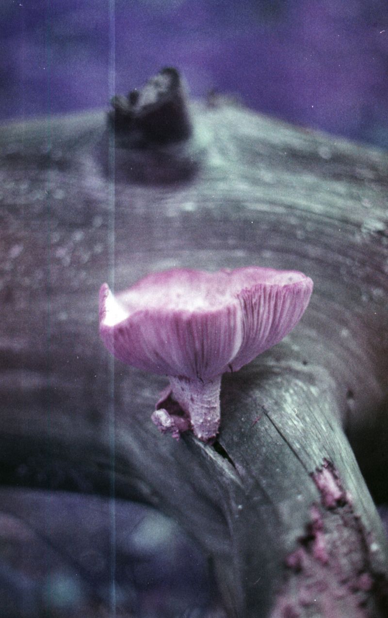 © Emma Parla-Aziz - Image from the Tiny Universes photography project