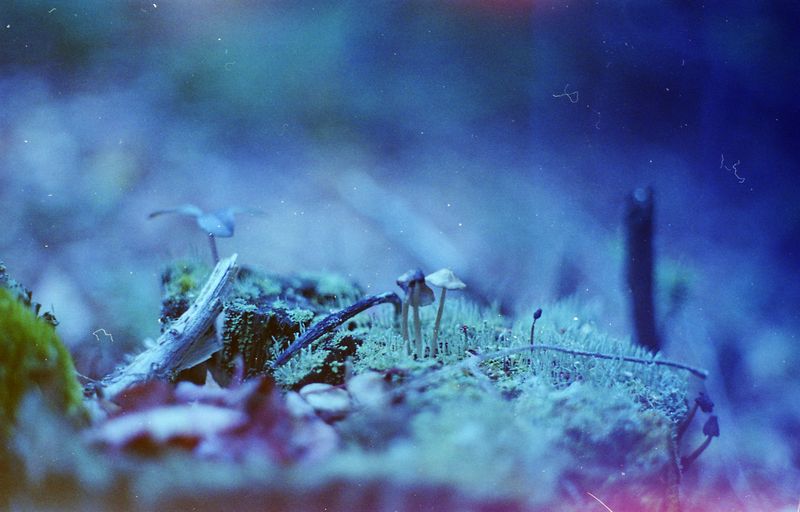 © Emma Parla-Aziz - Image from the Tiny Universes photography project