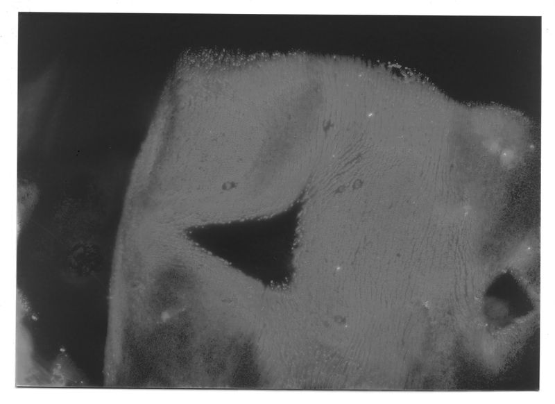 © Mariela Sancari - Image from the Sweat photography project