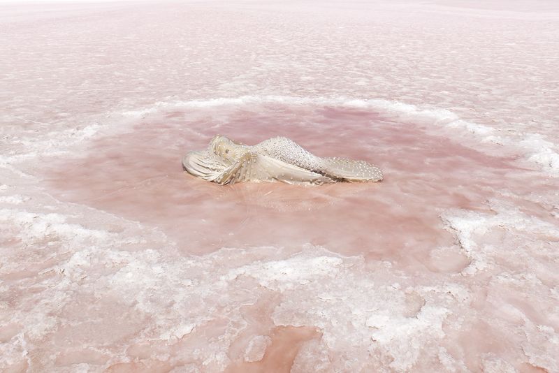 © Honey Long Prue Stent - Salt Pool