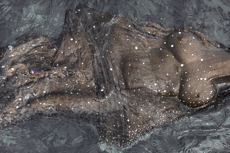 © Honey Long Prue Stent - Image from the Touching Pool photography project