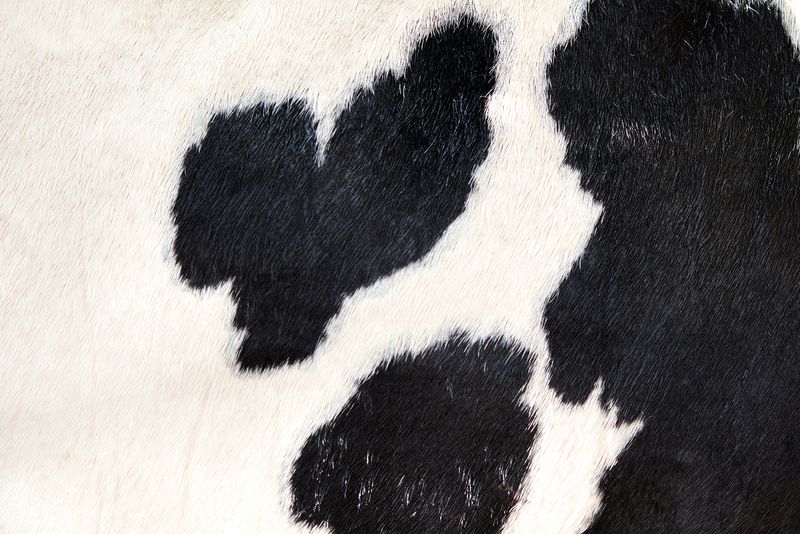 © Honey Long Prue Stent - Cow Skin