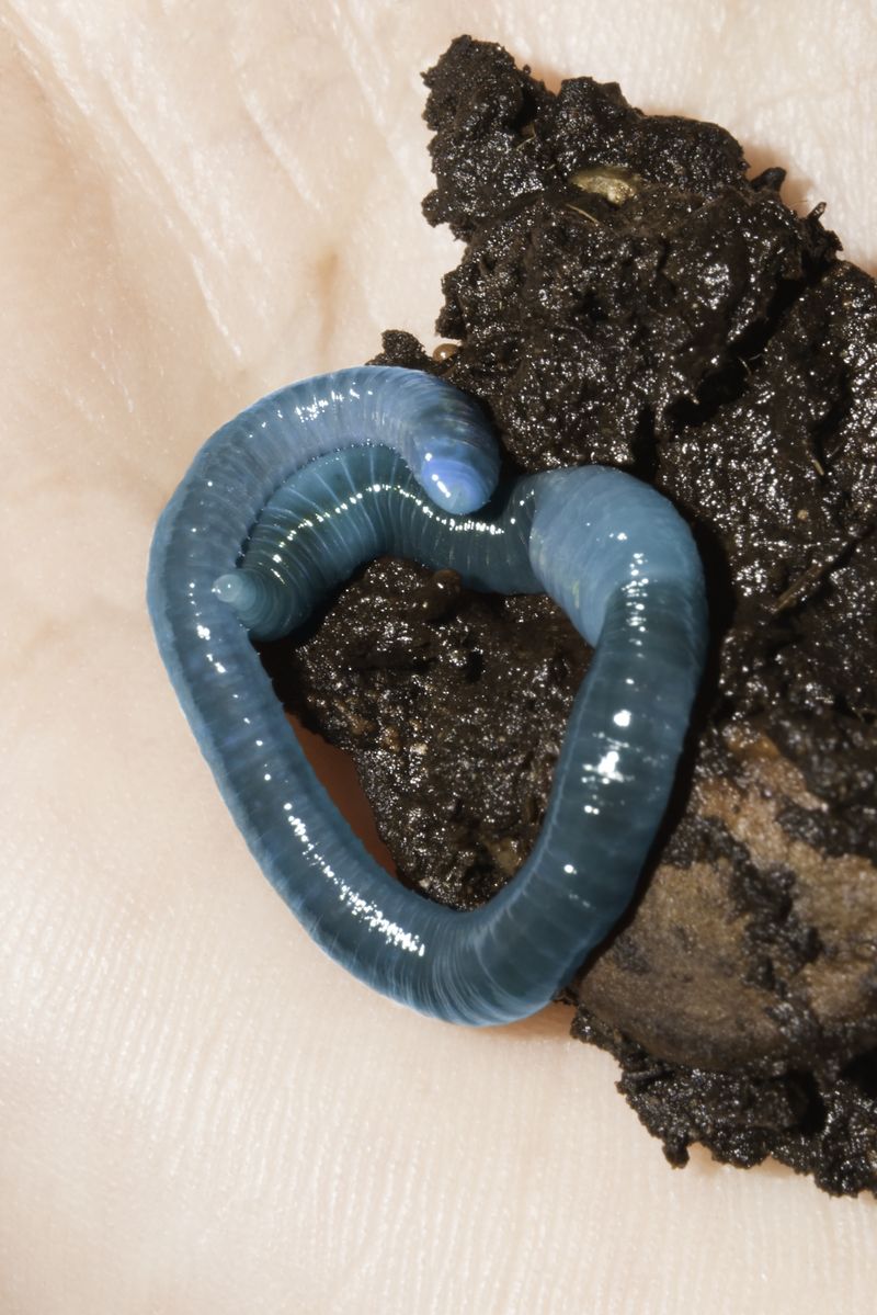 © Honey Long Prue Stent - Worm Heart
