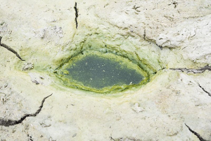 © Honey Long Prue Stent - Algae Well