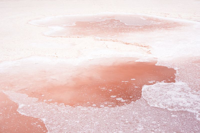 © Honey Long Prue Stent - Dunaliella Salina
