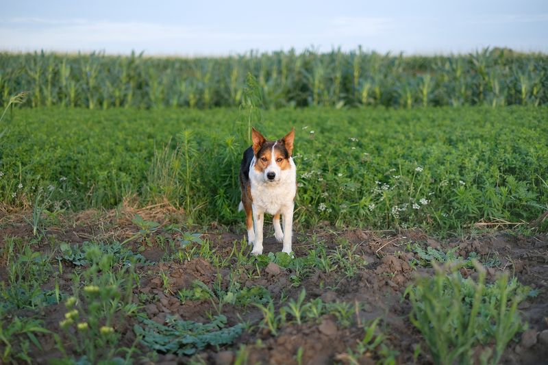 © Adrijana Urschall - Image from the Irene in the fields photography project