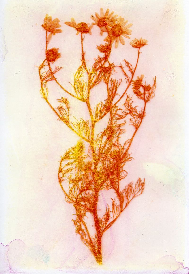 © Caroline Sohie - Kin