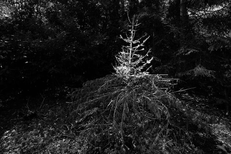 © Caroline Sohie - Echo