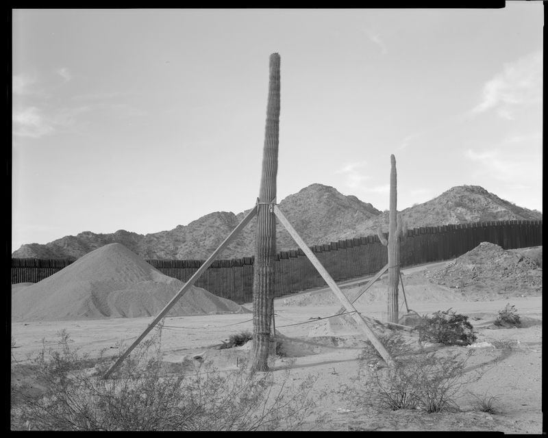 © Lisa Elmaleh - Two replanted Saguaro cactus