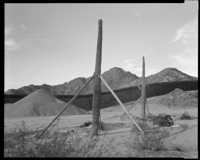 © Lisa Elmaleh - Two replanted Saguaro cactus