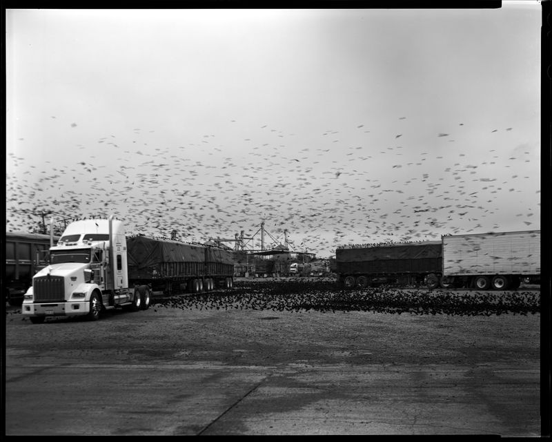 © Lisa Elmaleh - Migration of Redwing Blackbirds
