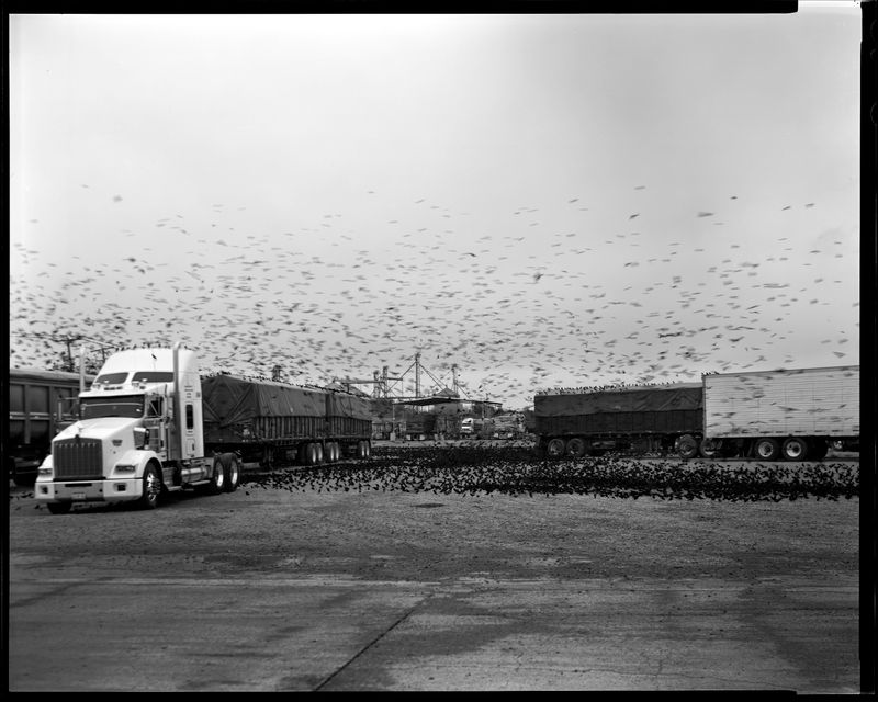 © Lisa Elmaleh - Migration of Redwing Blackbirds