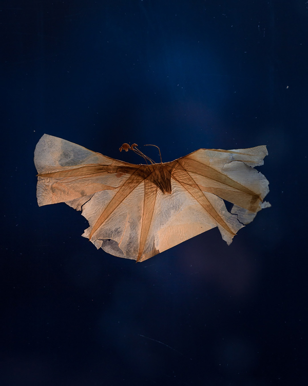 © Sebastian Pani and Belen Grosso, from the series And one day, the fire