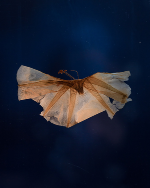 Gender-based Violence in Argentina