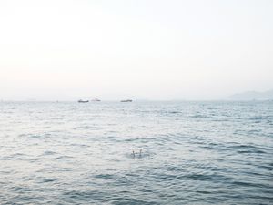 A Metaphorical Look at Hong Kong's Identity Crisis