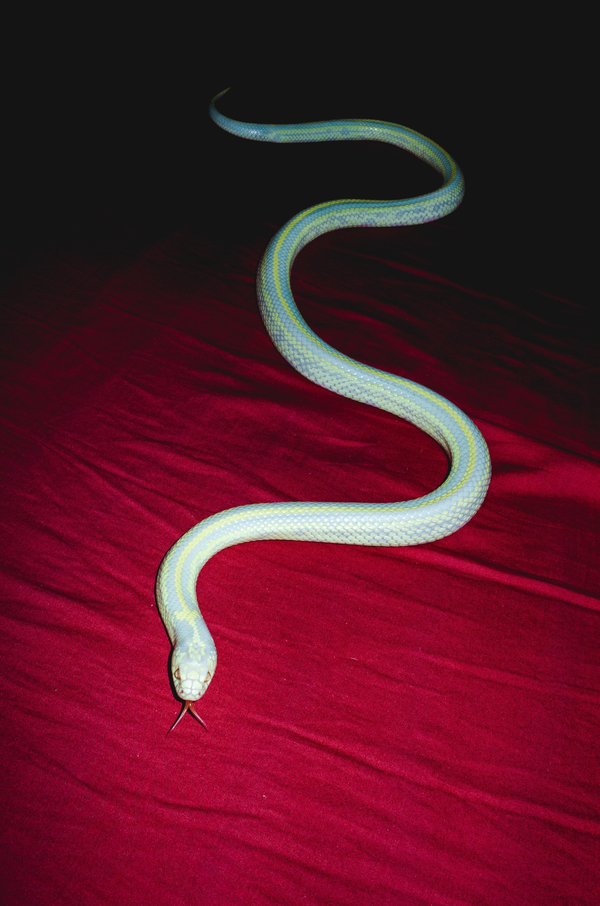 © Elizabeth Rovit, from the series, Multiverse