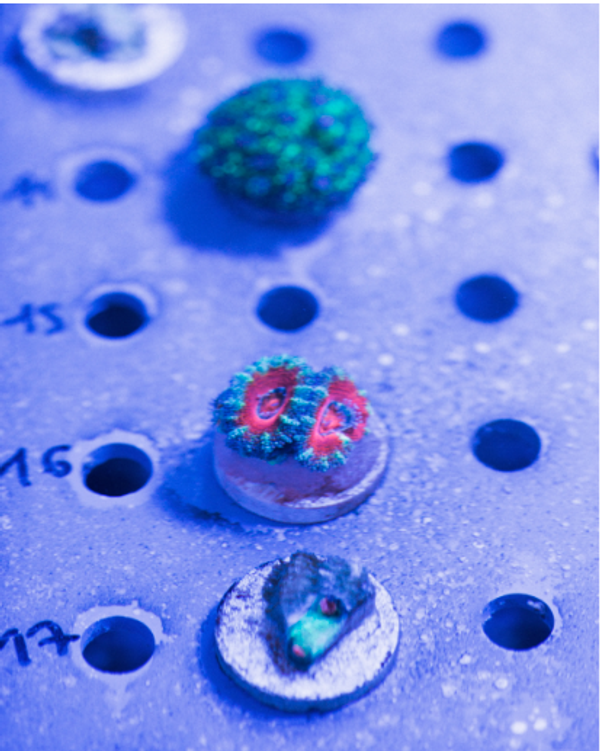 Coral and the Para-Pharmaceutical Industry