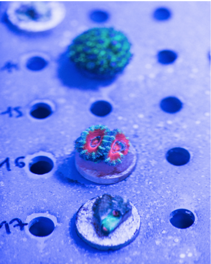 Coral and the Para-Pharmaceutical Industry