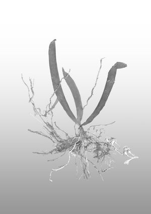 The Alarming Phenomenon of Plant Blindness