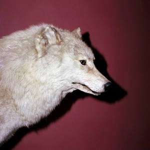 The Visualisation of Memory