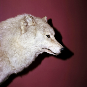 The Visualisation of Memory