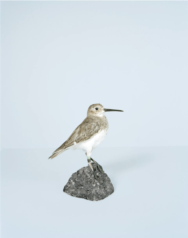 A Study of Incarceration Outside of Prison Walls